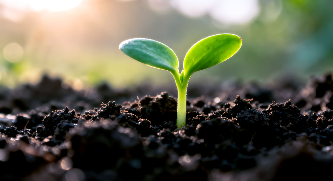 Professional DSLR photo, 16:9, soft morning light. Subject: A single, healthy, vibrant green seedling pushing up through dark, rich soil. Foreground: The detailed texture of the soil and the seedling's first two leaves. Background: Soft, out-of-focus morning light, implying growth and a new day. Mood: Hopeful Note: NO text, NO abstract graphics. Close-up, macro shot.