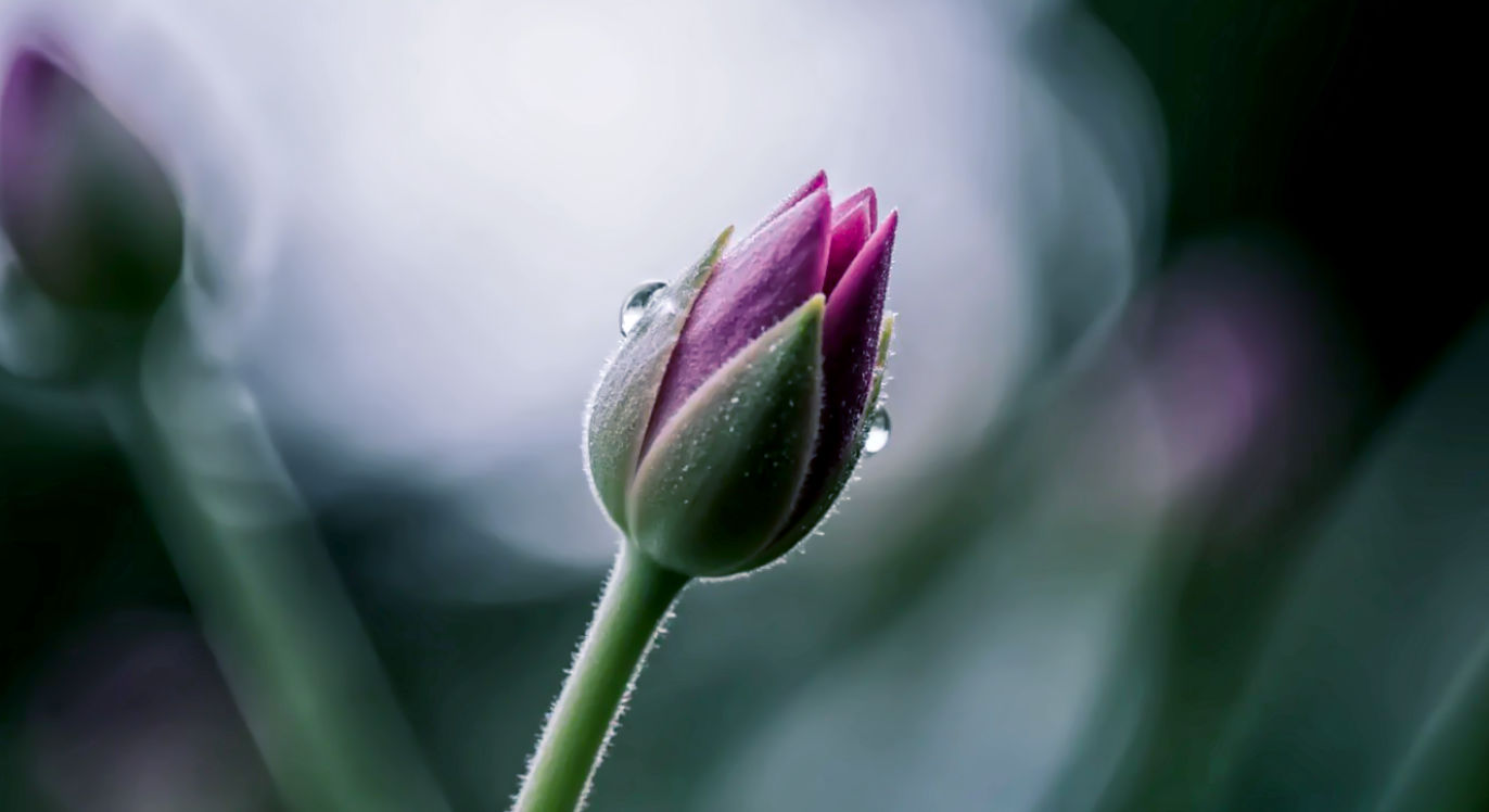 > Professional DSLR photo, 16:9, soft, reflective light. > **Subject**: The very subtle, almost imperceptible opening of a small, blooming flower bud. The focus is on the delicate process of unfurling. > **Foreground**: The soft, green stem or a dewdrop on a petal. > **Background**: A very shallow depth of field, blurring out other elements of a garden, isolating the bud's transformation. > **Mood**: Growth > **Note**: NO text, NO abstract graphics. Avoid people unless they are named, central historical figures.